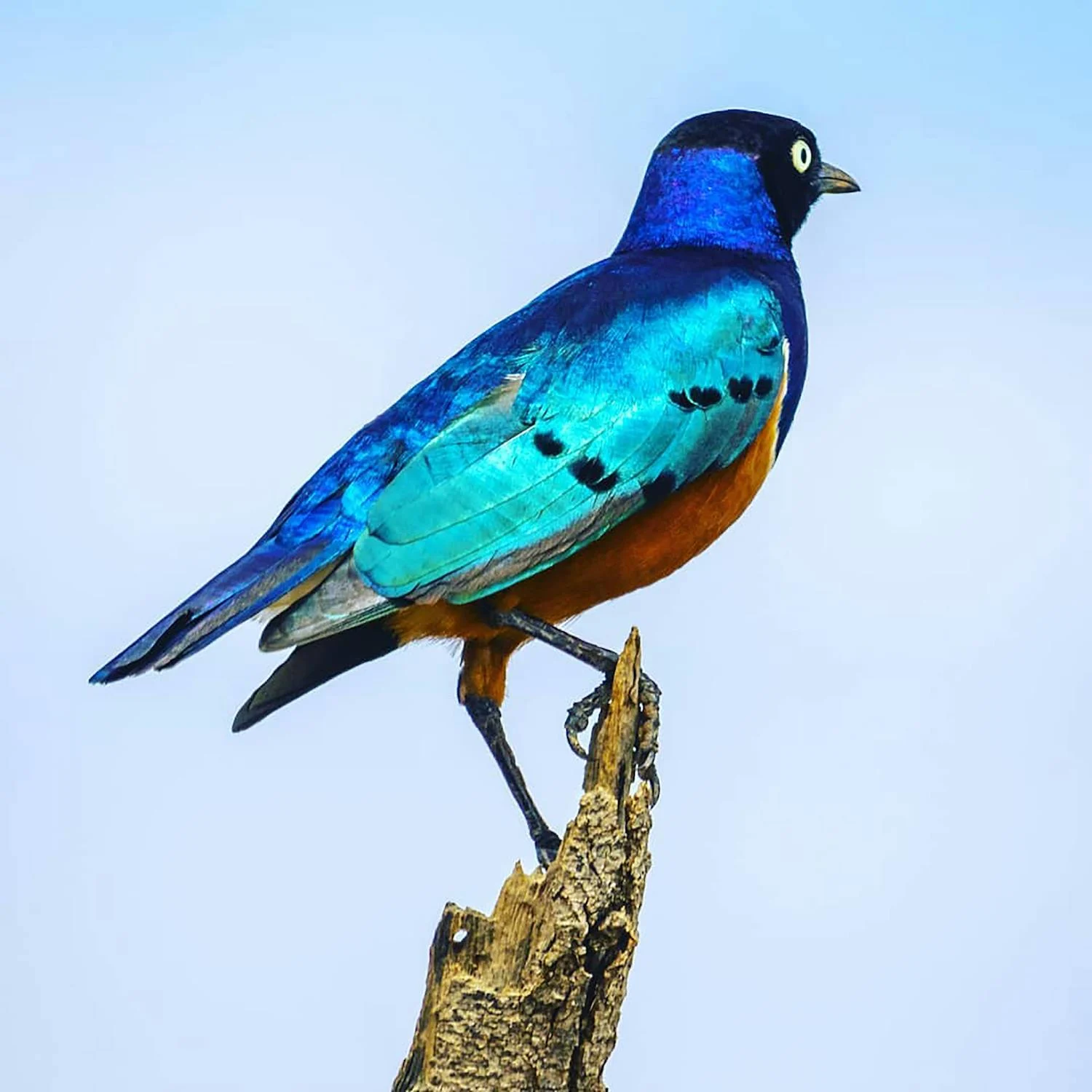 Patient smiling with aligners